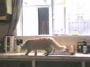 Cat behavior problem solution the ssscat Cat behavior problem solution the ssscat