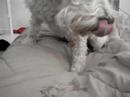 Herbie The Mini Schnauzer vs The Banana