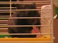 Sakura Comiendo Bakon