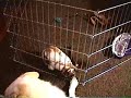 Bluegrass Bunny 9 Bluegrass Bunny 9