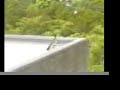 Road Runner Road Runner