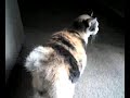 Japanese Bobtail Celebrates the Defeat of the Siamese Fiend Japanese Bobtail Celebrates the Defeat of the Siamese Fiend