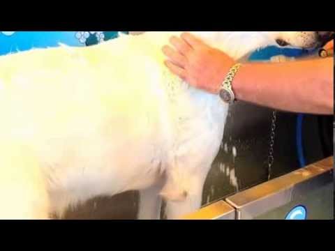 K9000 Dog Wash - Robina Queensland