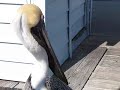 Amazing Pelican Food Fight & Tug of War Warning disgusting