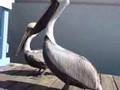 Amazing Pelican Food Fight & Tug of War Warning disgusting created by Leiza Halsey