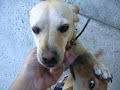 dog video.avi dog video.avi