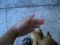 videos de dog video.avi
