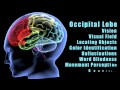 Traumatic Brain Injuries: Effects of damage to different lobes of the brain