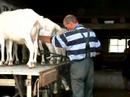 Goat-Milking-at-Ecol