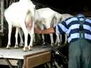 Goat-Milking-at-Ecol