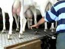 Goat-Milking-at-Ecol