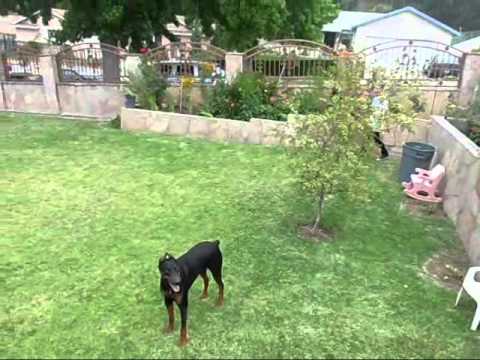 Doberman Pincer