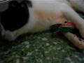 catnip