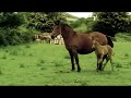 Pretty Horses