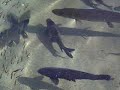 Muskie and other Live Fish