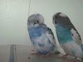 hizros (beautiful)parakeets