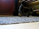 cute jumping kittens playing around in the house cute jumping kittens playing around in the house