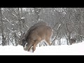 deer taking charge haha