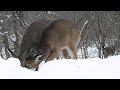 deer taking charge haha