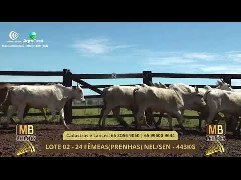 543� LEIL�O VIRTUAL MB LEIL�ES