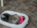 Pomeranians Tiny girl Sable Pomeranians Tiny girl Sable