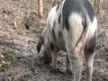 Schweinerei im Weinberg