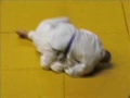 coupe de france judo  jujitsu newaza 2006  02