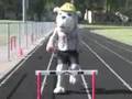 Scrappy Olympic Entrance-Track
