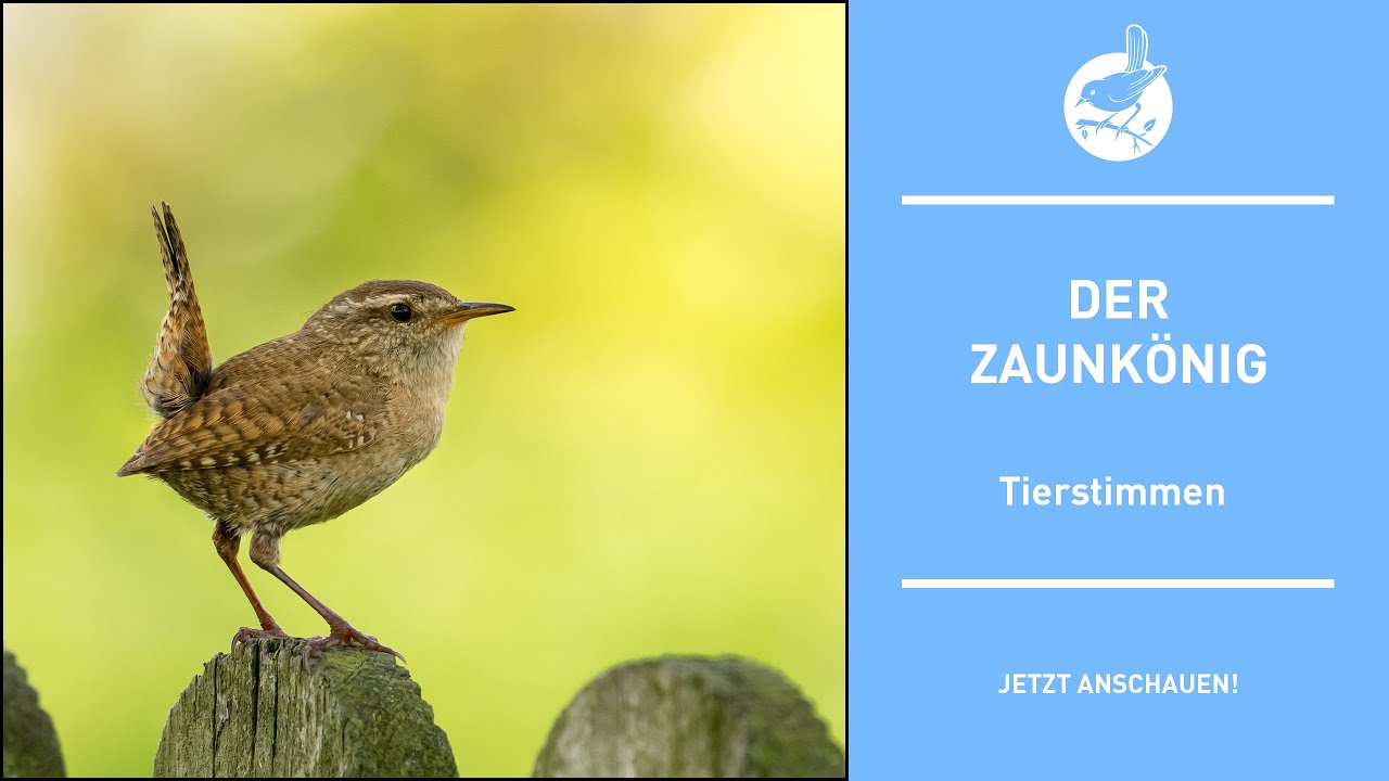 Vogelstimmen: Der Zaunkönig - Wren - Troglodytes troglodytes (4k)