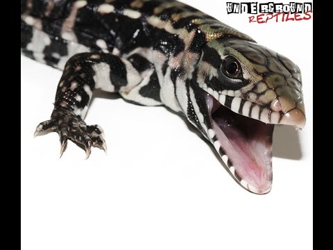 YouTube reptile video