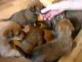 Irish Terrier Whelp, Irish Terrier Welpen Part I