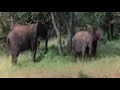 Sarhos Hayvanlar / Drunk Animals