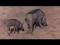 Sarhos Hayvanlar / Drunk Animals