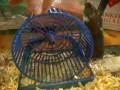 videos de PENNY the AMAZING hamster