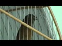 CURI� PARACAMBI CL�SSICO