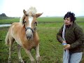 my haflingers annika and sunny