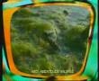 Crazy Animal-TV-Cuttings
