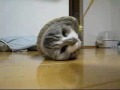 Cat in Tube