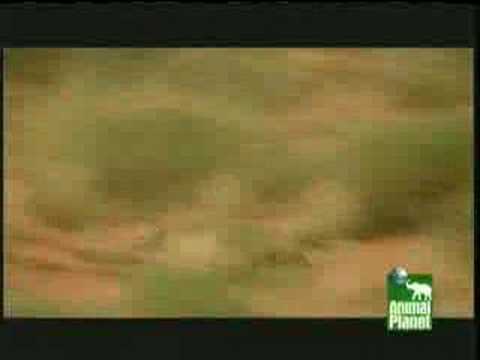Leopard Kills Jackal