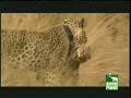 Leopard Kills Jackal Leopard Kills Jackal