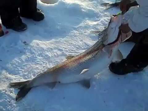 View Video