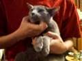 猫に関しては加藤鷹を超えたテクニシャンです。