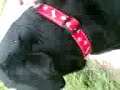 me dog tina me dog tina