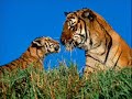 Bellissime tigri - beautiful tigers