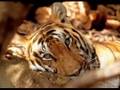 Bellissime tigri - beautiful tigers