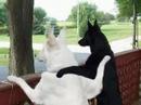 cute/funny pics of animals
