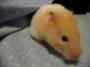 Feety