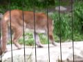 Cougars with benefits.