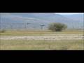 videos de  cetreria, celia y turca fallan