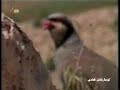www.hewalim.com Kürdiş kurdısh